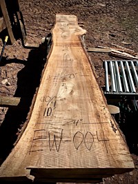 English Walnut